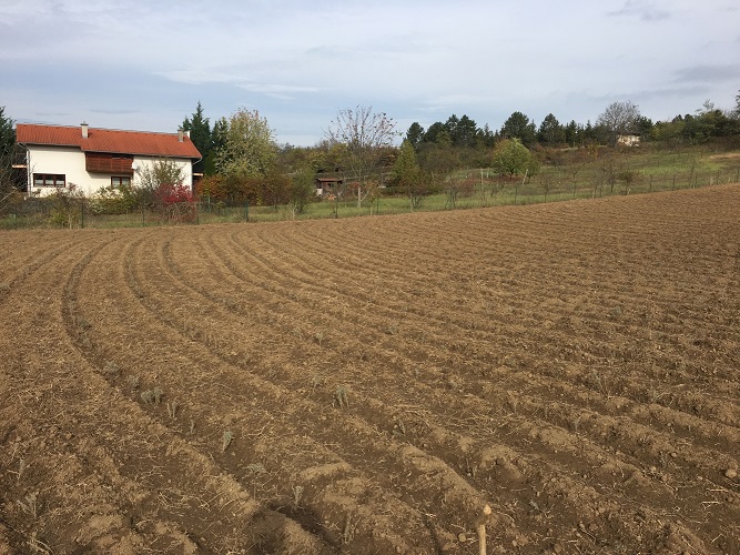 2019.Október, ültessünk levendulát !